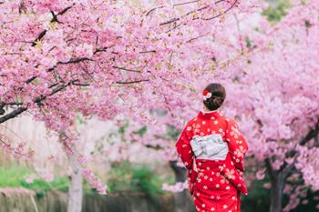 Japon Kiraz Çiçeği Festivali