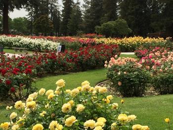 San Jose Gül Bahçesi